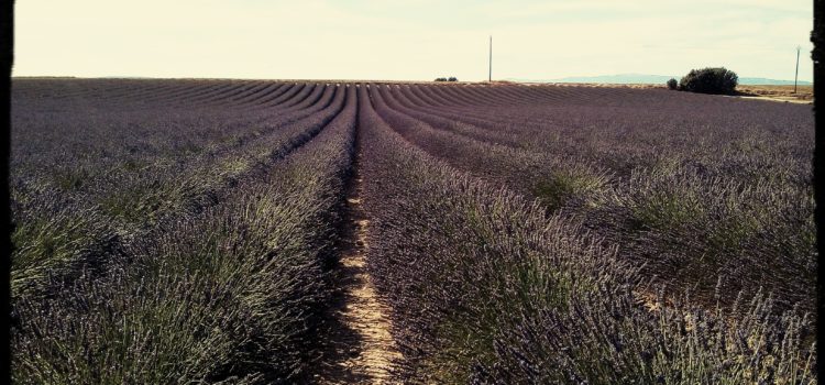 Provence mon Amour!